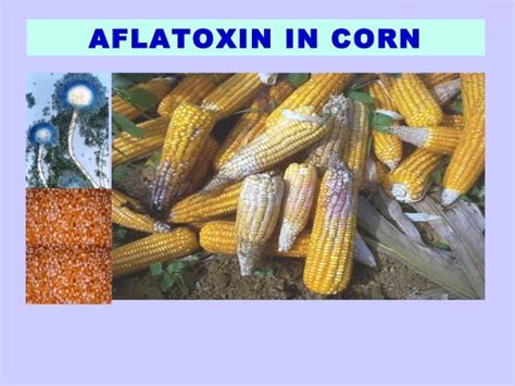 aflatoxin in corn
